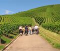 Die Weinberge im Kreis Ludwigsburg – hier bei Marbach – bieten viele Möglichkeiten zum Wandern. Die Weinberge im Kreis Ludwigsburg – hier bei Marbach – bieten viele Möglichkeiten zum Wandern.