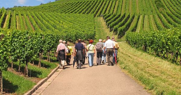 Die Weinberge im Kreis Ludwigsburg – hier bei Marbach – bieten viele Möglichkeiten zum Wandern.