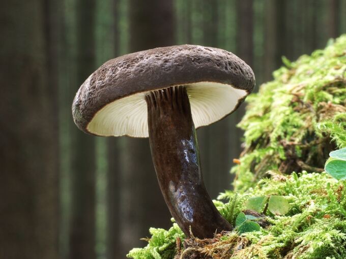 Der Schwarzkopf-Milchling ist "Pilz des Jahres" Der Schwarzkopf-Milchling ist "Pilz des Jahres"