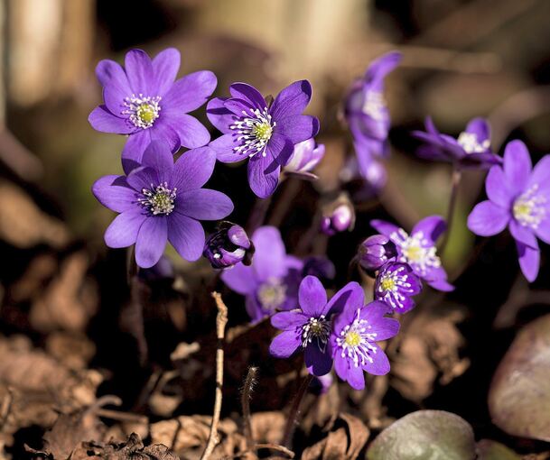 Bestimmte winterharte Blumen können mit der richtigen Pflege auch den Winter überleben. Bestimmte winterharte Blumen können mit der richtigen Pflege auch den Winter überleben.