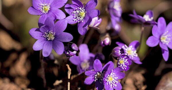 Bestimmte winterharte Blumen können mit der richtigen Pflege auch den Winter überleben.
