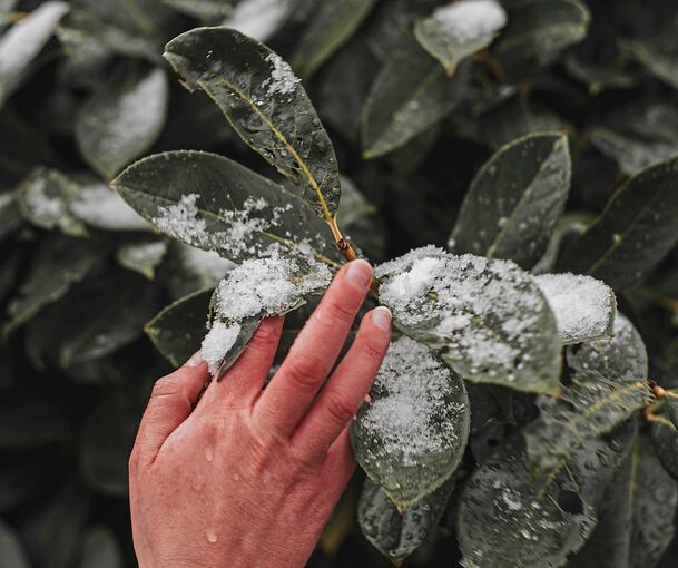 Bestimmte winterharte Blumen können mit der richtigen Pflege auch den Winter überleben. Bestimmte winterharte Blumen können mit der richtigen Pflege auch den Winter überleben.