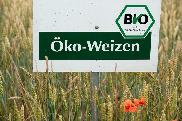 Öko-Weizen