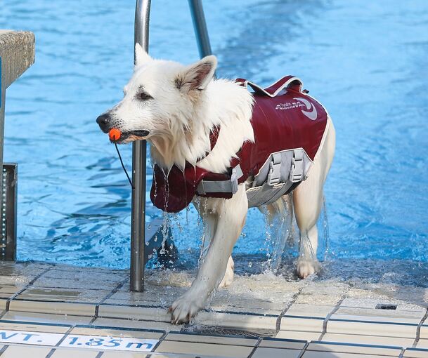 Manche Hunde gehen nur mit Schwimmweste ins Wasser.