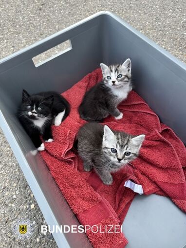 Katzenjunge in Zug ausgesetzt
