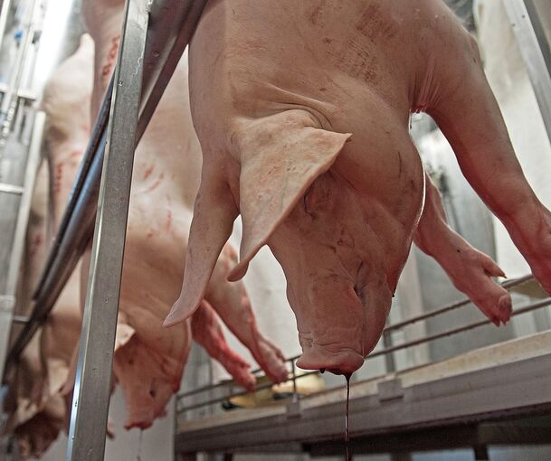 Schweine nach der Tötung in einem Schlachthof.