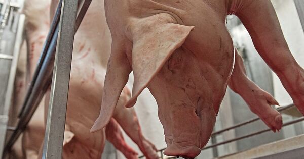 Ditzingen family butcher shop defends itself against PETA accusations