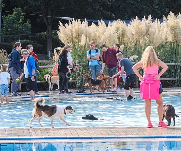 Rund 400 Hunde und 900 Zweibeiner nutzten am vergangenen Samstag den Badetag im Freibad Hoheneck.
