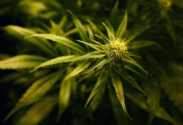 Cannabis Cannabis