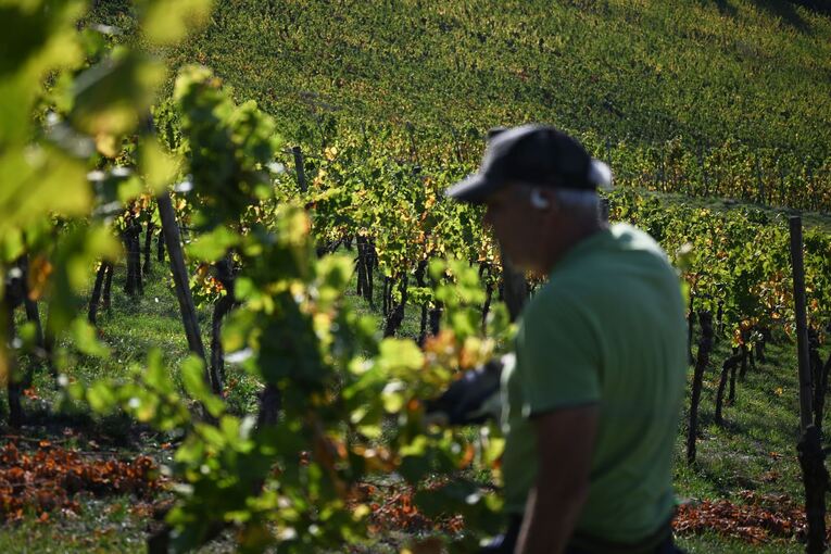 Weinbergarbeiten im Herbst Weinbergarbeiten im Herbst