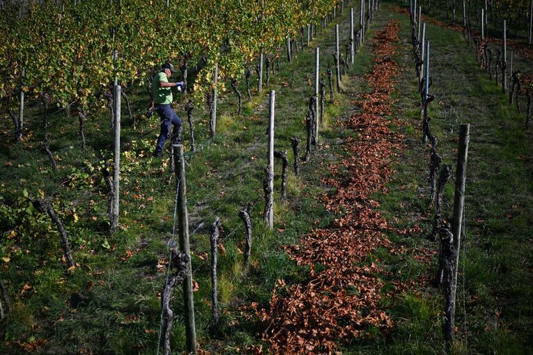 Weinbergarbeiten im Herbst Weinbergarbeiten im Herbst