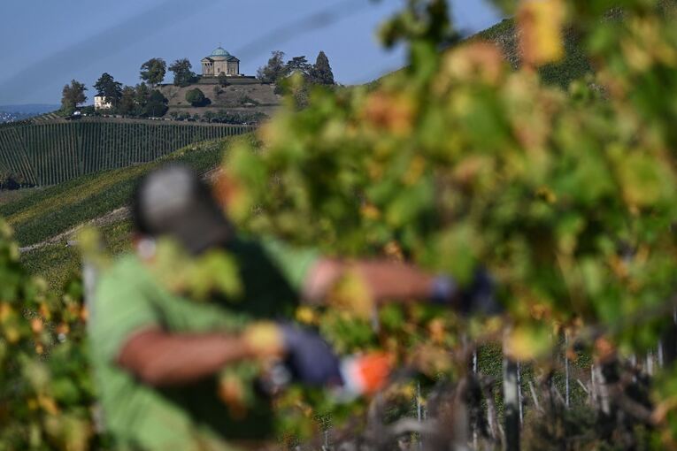 Weinbergarbeiten im Herbst Weinbergarbeiten im Herbst