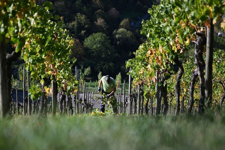 Weinbergarbeiten im Herbst Weinbergarbeiten im Herbst