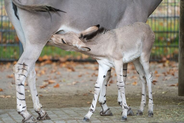Nachwuchs bei den Wildeseln in der Wilhelma Nachwuchs bei den Wildeseln in der Wilhelma