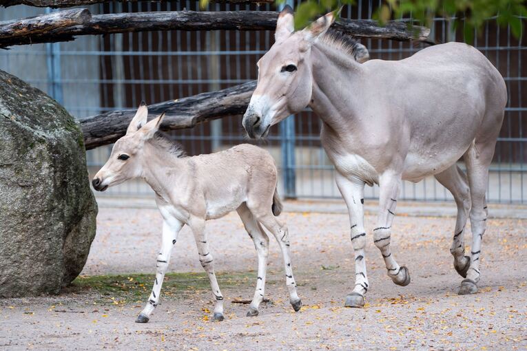 Nachwuchs bei den Wildeseln in der Wilhelma Nachwuchs bei den Wildeseln in der Wilhelma