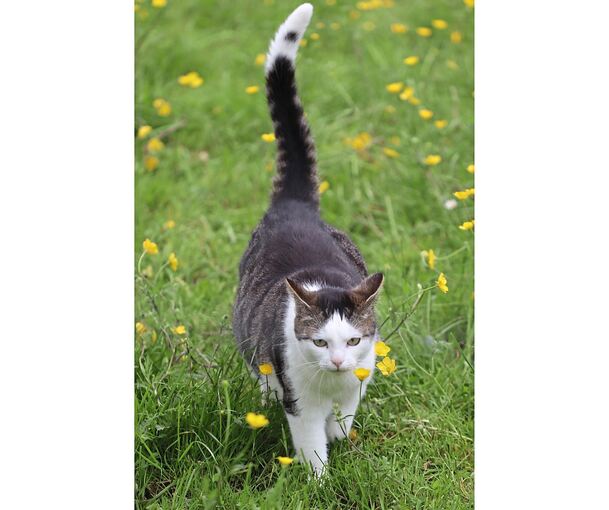 Die Stadt Vaihingen hat jetzt auch eine Katzenschutzverordnung erlassen.