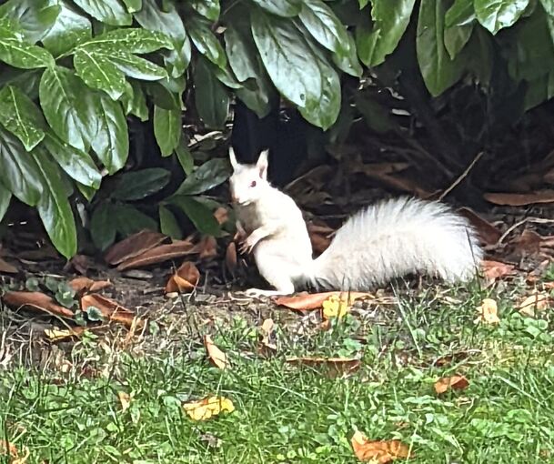 Ein ungewöhnlicher Gast in einem Garten in Oßweil: Ein weißes Eichhörnchen.