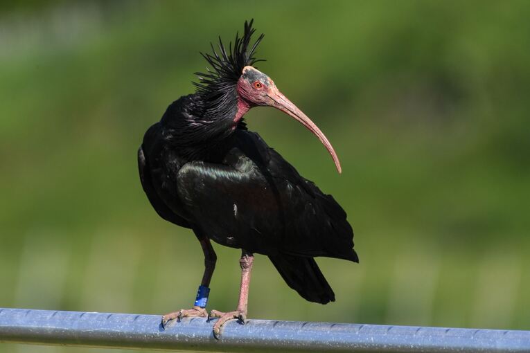Waldrapp Waldrapp