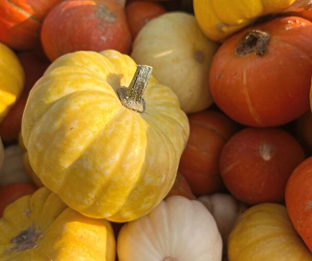 Tutti Frutti sind Mini-Kürbisse und eignen sich perfekt für herbstliche Deko.
