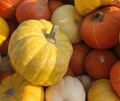 Tutti Frutti sind Mini-Kürbisse und eignen sich perfekt für herbstliche Deko. Tutti Frutti sind Mini-Kürbisse und eignen sich perfekt für herbstliche Deko.