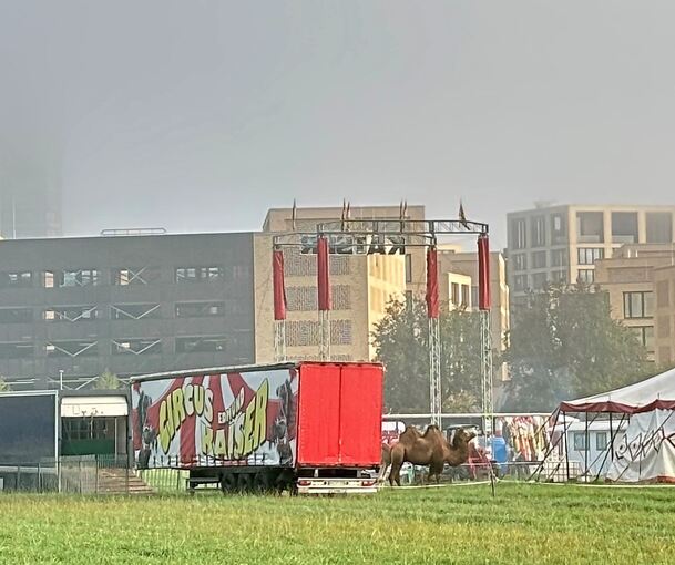 Kamel vor Campus.