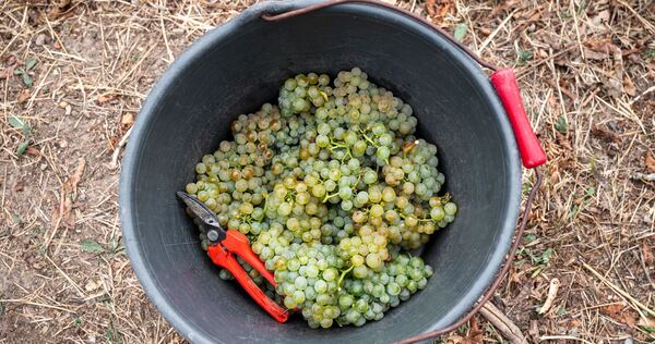 Weinlese in Bayern