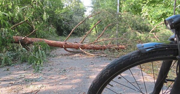 200 damaged trees: This is how expensive the storm was for Vaihingen