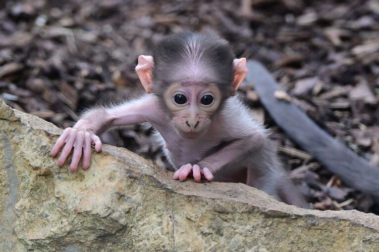 Seltene Affenart bekommt Nachwuchs im Heidelberger Zoo
