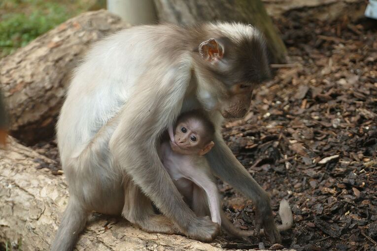 Seltene Affenart bekommt Nachwuchs im Heidelberger Zoo