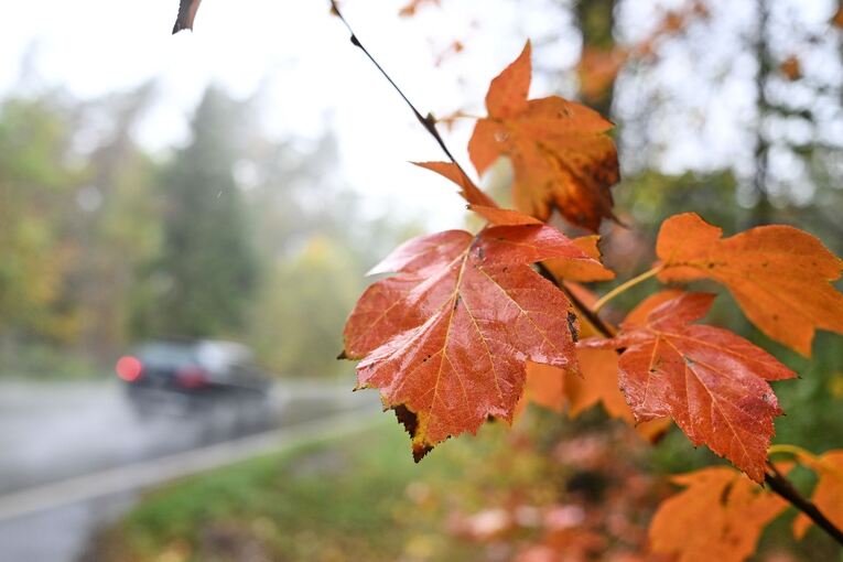 Wetter in Baden-Württemberg - Herbstlaub Wetter in Baden-Württemberg - Herbstlaub