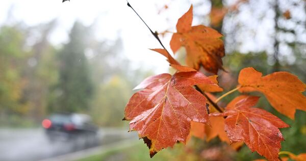 Wetter in Baden-Württemberg - Herbstlaub