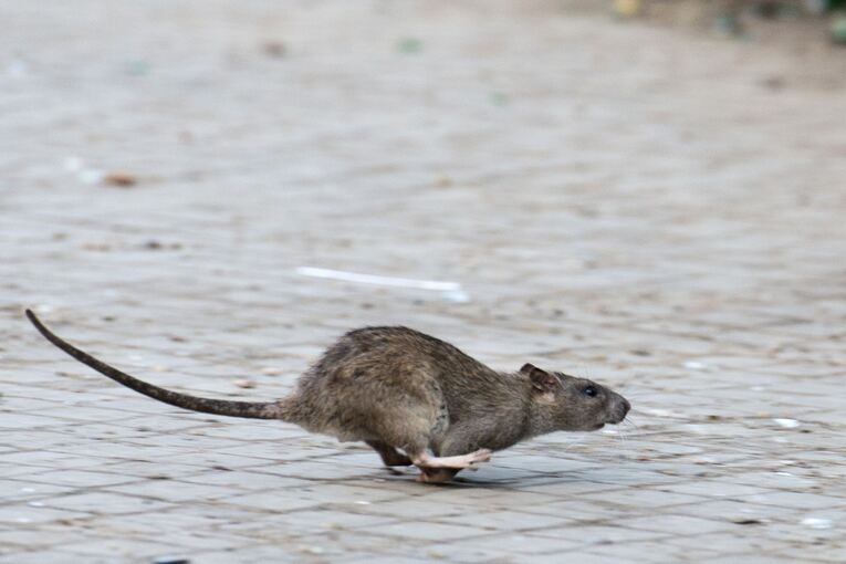 Ratte Ratte