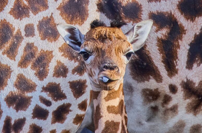 Giraffennachwuchs im Zoo Giraffennachwuchs im Zoo