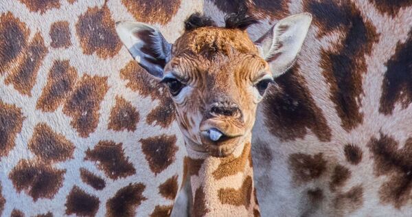 Giraffennachwuchs im Zoo Giraffennachwuchs im Zoo