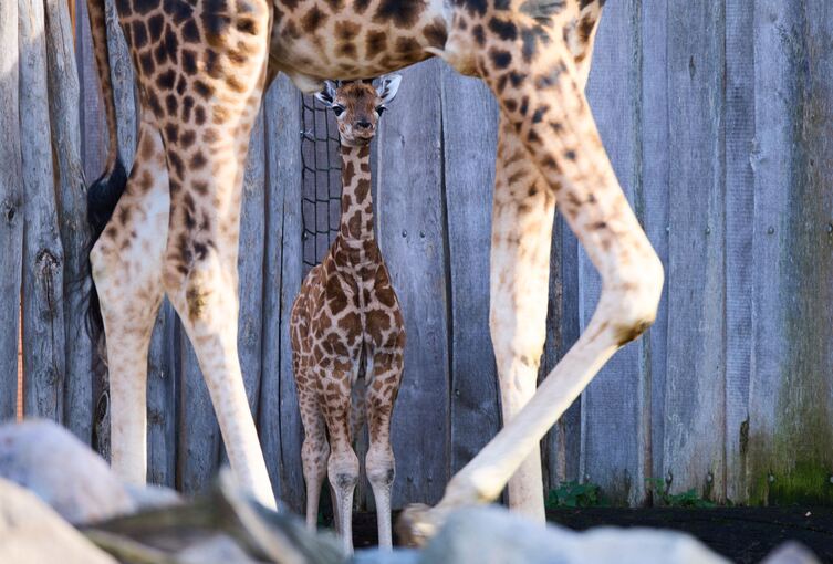 Giraffennachwuchs im Zoo Giraffennachwuchs im Zoo