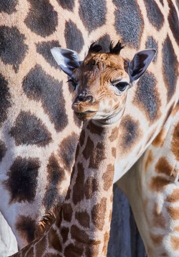 Giraffennachwuchs im Zoo Giraffennachwuchs im Zoo