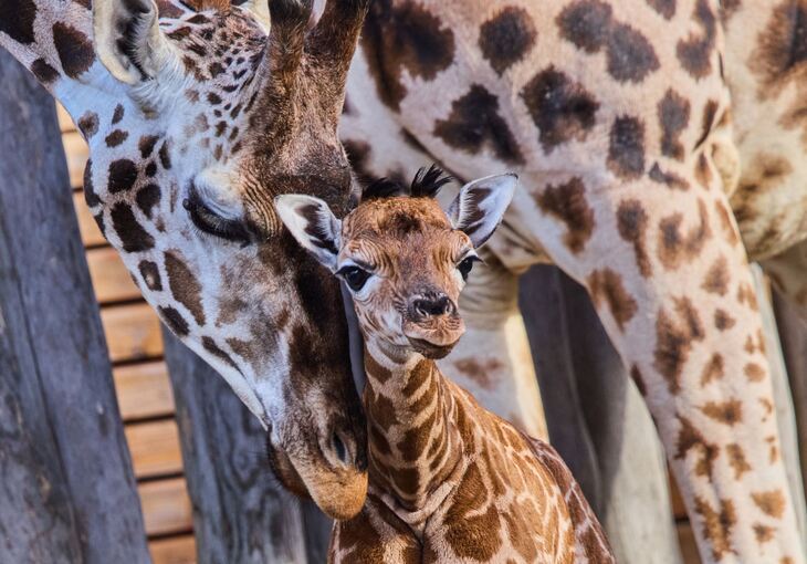 Giraffennachwuchs im Zoo Giraffennachwuchs im Zoo
