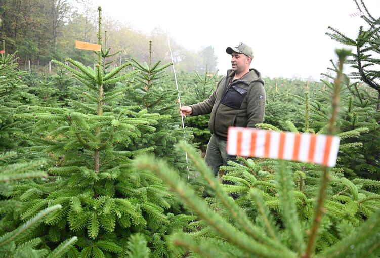 Weihnachtsbäume vor der Saison Weihnachtsbäume vor der Saison