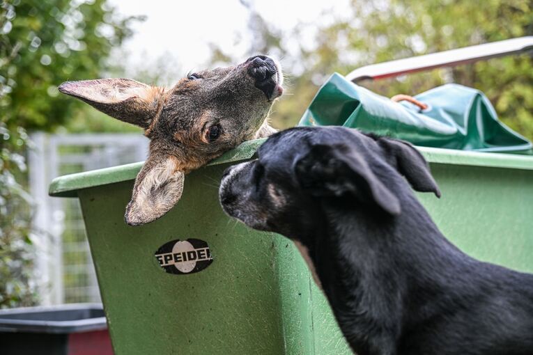Unfallwild als Futter im Tierheim Unfallwild als Futter im Tierheim