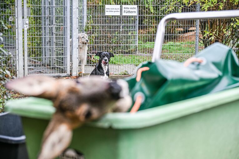 Unfallwild als Futter im Tierheim
