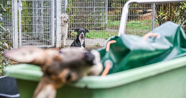 Unfallwild als Futter im Tierheim Unfallwild als Futter im Tierheim