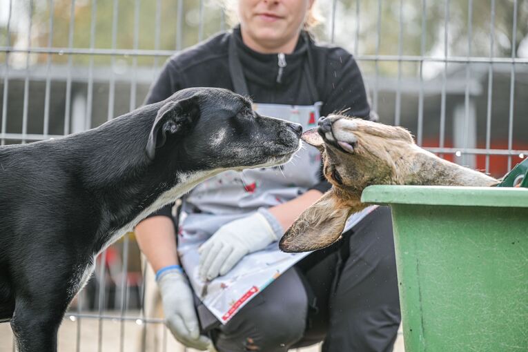 Unfallwild als Futter im Tierheim