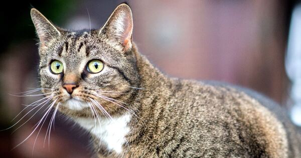 Hauskatze