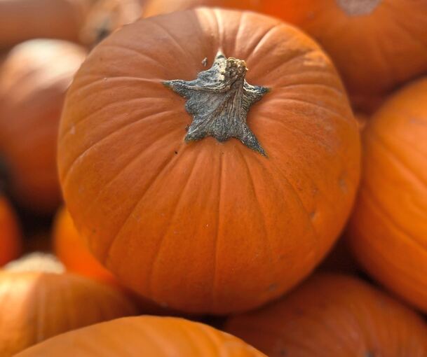 Kompakt und stilvoll: der ideale Halloween-Kürbis.
