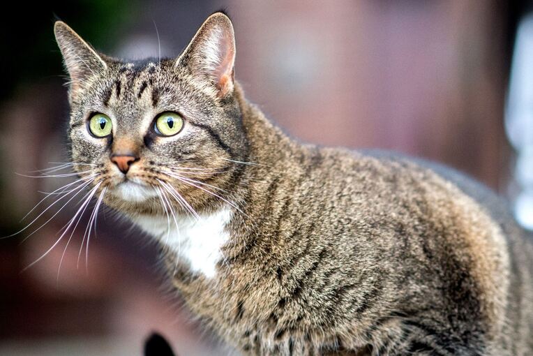 Hauskatze Hauskatze