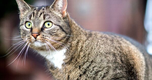 Hauskatze