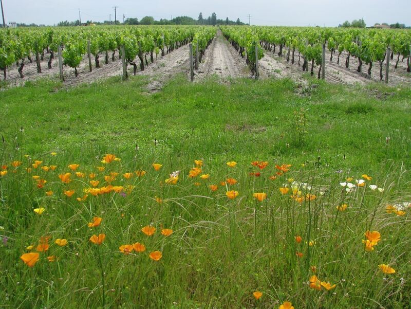 239.Medoc
