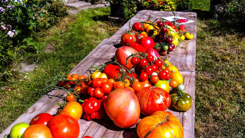 NaturVision Beste Story - Triumph der Tomate